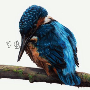 VB kingfisher-2