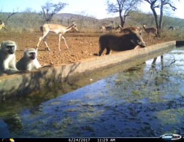 warthog impala monkeys Jun 24
